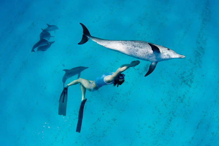 Delphinfrequenzen in der heimischen Badewanne